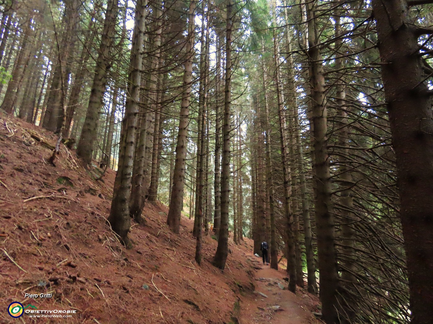 09 Fitta l'abetaia.JPG